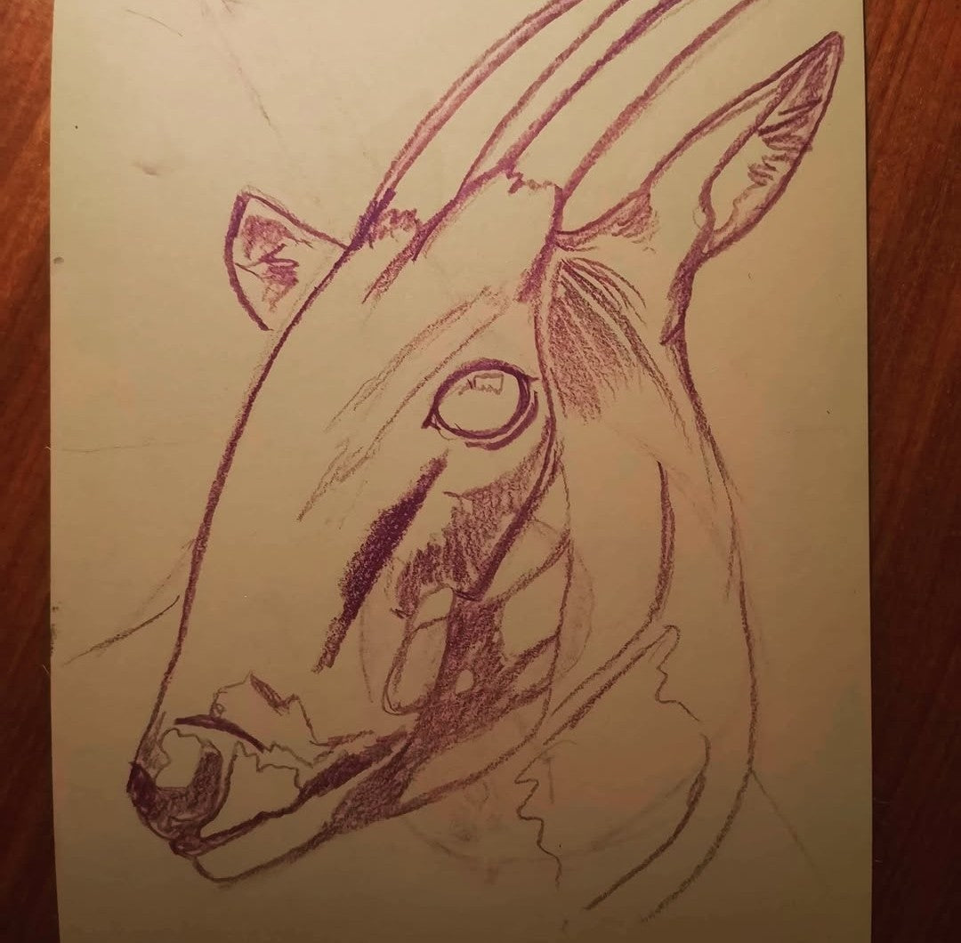 Saola - The Asian unicorn card (Scanned, from original)